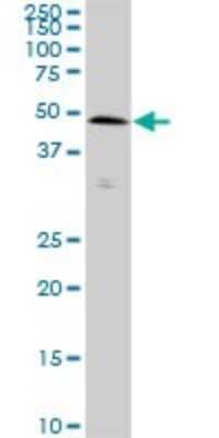 Western Blot: Smad3 Antibody (1B7) [H00004088-M07] - Analysis of SMAD3 expression in Raw 264.7 (Cat # L024V1).