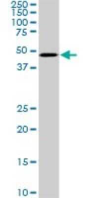 Western Blot: Smad3 Antibody (1B7) [H00004088-M07] - Analysis of SMAD3 expression in NIH/3T3 (Cat # L018V1).