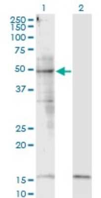 Western Blot: Smad3 Antibody (1B7) [H00004088-M07] - Analysis of SMAD3 expression in transfected 293T cell line by SMAD3 monoclonal antibody (M07), clone 1B7. Lane 1: SMAD3 transfected lysatE (48 KDa). Lane 2: Non-transfected lysate.