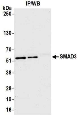 Immunoprecipitation: Smad3 Antibody [NBP3-14724] - Whole cell lysate (1.0 mgper IP reaction; 20% of IP loaded) from PANC-1 cellsprepared using NETN lysis buffer. Antibodies: Rabbit antiSMAD3 recombinant monoclonal antibody used for IP at 20 ul/mg lysate. SMAD3was also immunoprecipitated by rabbit anti-SMAD3antibody. For blotting immunoprecipitatedSMAD3, was used at 1:1000.Chemiluminescence with an exposure time of 10 seconds.