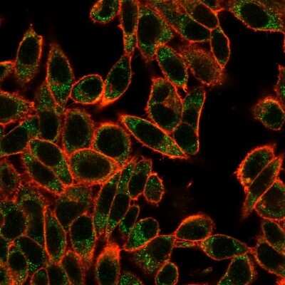 Immunocytochemistry/Immunofluorescence: Smad3 Antibody (PCRP-SMAD3-1A2) [NBP3-08287] - Immunofluorescence Analysis of PFA-fixed HeLa cells using Smad3 Mouse Monoclonal Antibody (PCRP-SMAD3-1A2) followed by goat anti- Mouse IgG-CF488 (green). CF640A phalloidin (red).