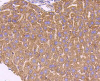 Immunohistochemistry-Paraffin: Smad3 Antibody (SY25-01) [NBP2-67434] - Analysis of paraffin-embedded mouse liver tissue using anti-Smad3 antibody. Counter stained with hematoxylin.