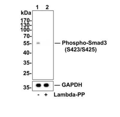 Western Blot: Smad3 [p Ser423, p Ser425] Antibody (ST0493) [NBP2-67513] - Lane 1: K562 cells, whole cell lysate, 10ug/lane, Lane 2: K562 cells treated with 2.8ug/ul lambda-PP for 30 minutes, whole cell lysates, 10ug/lane. All lanes : Anti-Phospho-Smad3(S423/S425) antibody at 1:500 dilution. Anti-GAPDH antibody at 1:10,000 dilution. Goat Anti-Rabbit IgG H&L (HRP) (HA1001) at 1/200,000 dilution. Predicted band size: 48 kDa Observed band size: 55 kDa Blocking and diluting buffer: 5% BSA. Exposure time: 3 minutes 43 seconds