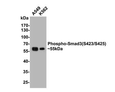 Western Blot: Smad3 [p Ser423, p Ser425] Antibody (ST0493) [NBP2-67513] - Analysis of Smad3 [p Ser423, p Ser425] on different lysates with Rabbit anti-Smad3 [p Ser423, p Ser425] antibody at 1/500 dilution. Lane 1: A549 cell lysate Lane 2: K562 cell lysate Lysates/proteins at 10 ug/Lane. Predicted band size: 48 kDa Observed band size: 60 kDa Exposure time: 2 minutes; 10% SDS-PAGE gel. Proteins were transferred to a PVDF membrane and blocked with 5% NFDM/TBST for 1 hour at room temperature. The primary antibody at 1/500 dilution was used in 5% NFDM/TBST at room temperature for 2 hours. Goat Anti-Rabbit IgG - HRP Secondary Antibody at 1:300,000 dilution was used for 1 hour at room temperature.