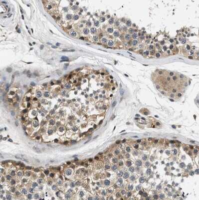 Immunohistochemistry-Paraffin: Smad4 Antibody [NBP1-84992] - Staining of human testis shows moderate cytoplasmic positivity in cells in seminiferous ducts.