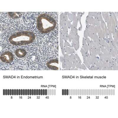 Immunohistochemistry-Paraffin: Smad4 Antibody [NBP1-84992] - Staining in human endometrium and skeletal muscle tissues using NBP1-84992 antibody. Corresponding SMAD4 RNA-seq data are presented for the same tissues.