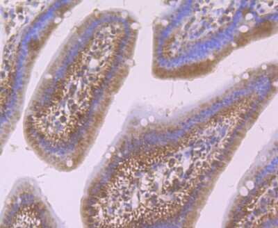 Immunohistochemistry-Paraffin: Smad4 Antibody [NBP2-89144] - Immunohistochemical analysis of paraffin-embedded mouse small intestine tissue using anti-Smad4 antibody. Counter stained with hematoxylin.