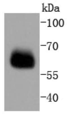 Western Blot: Smad4 Antibody (SP05-05) [NBP2-67372] - Analysis of Smad4 on PC-12 cells lysates using anti-Smad4 antibody at 1/1,000 dilution.