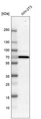 Western Blot: Smad4 Antibody [NBP1-84992] - Western blot analysis in mouse cell line NIH-3T3.
