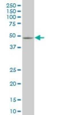 Western Blot: Smad5 Antibody (1C1) [H00004090-M11] - Analysis of SMAD5 expression in C32 (Cat # L002V1).