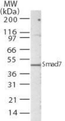 Western Blot: Smad7 Antibody - Azide Free [NB100-56688] - Analysis using SMAD7 antibody. Lysate from A549 cells probed with SMAD7 antibody at 5 ug/ml.