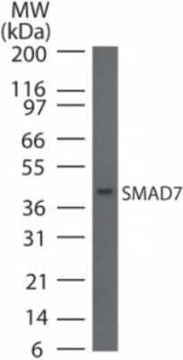 Western Blot: Smad7 Antibody - Azide Free [NB100-56688] - Analysis using SMAD7 antibody. Lysate from HepG2 cells probed with SMAD7 antibody. Image using the standard format of this product.