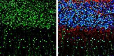 Immunohistochemistry-Frozen: Smad7 Antibody [NBP3-13375] - Smad7 antibody detects Smad7 protein by immunohistochemical analysis. Sample: Frozen-sectioned mouse mouse cerebellum. Green: Smad7 stained by Smad7 antibody (NBP3-13375) diluted at 1:250. Red: NF-H, stained by NF-H antibody [GT114] diluted at 1:500. Blue: Fluoroshield with DAPI.