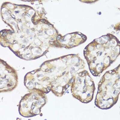 Immunohistochemistry-Paraffin: Smad7 Antibody [NBP2-94047] - Paraffin-embedded human placenta using Smad7 .