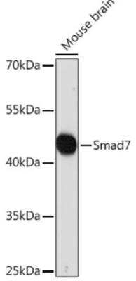 Western Blot: Smad7 Antibody [NBP2-94047] - Analysis of extracts of Mouse brain, using Smad7 Rabbit pAb  at 1:1000 dilution.Secondary antibody: HRP Goat Anti- Rabbit IgG (H+L)  at 1:10000dilution. Lysates/proteins: 25ug per lane.Blocking buffer: 3% nonfat dry milk inTBST. Detection: ECL Basic Kit. Exposure time: 30s.