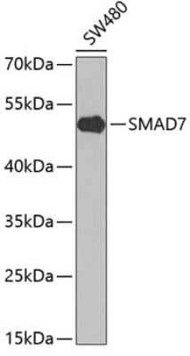 Western Blot: Smad7 Antibody [NBP2-94158] - Analysis of extracts of SW480 cells, using Smad7 at 1:1000 dilution.Secondary antibody: HRP Goat Anti-Rabbit IgG (H+L) at 1:10000 dilution.Lysates/proteins: 25ug per lane.Blocking buffer: 3% nonfat dry milk in TBST.Detection: ECL Basic Kit .Exposure time: 10s.