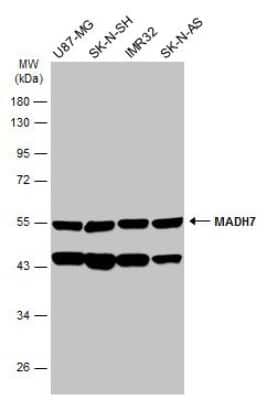 Western Blot: Smad7 Antibody [NBP3-13375] - Various whole cell extracts (30 ug) were separated by 10% SDS-PAGE, and the membrane was blotted with Smad7 antibody (NBP3-13375) diluted at 1:2000. The HRP-conjugated anti-rabbit IgG antibody (NBP2-19301) was used to detect the primary antibody.