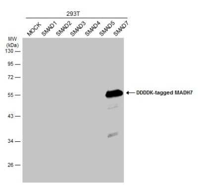 Western Blot: Smad7 Antibody [NBP3-13375] - Non-transfected (-) and transfected (+) 293T whole cell extracts (30 ug) were separated by 10% SDS-PAGE, and the membrane was blotted with Smad7 antibody (NBP3-13375) diluted at 1:5000. The HRP-conjugated anti-rabbit IgG antibody (NBP2-19301) was used to detect the primary antibody.