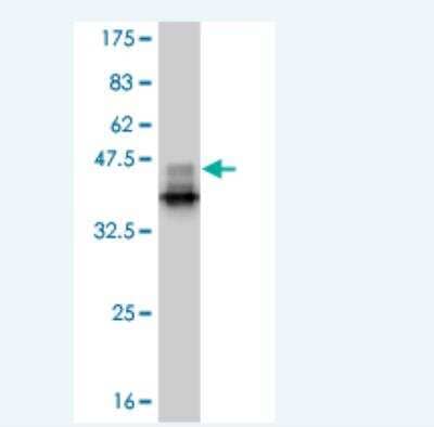 Western Blot: Smad9 Antibody (1B5) [H00004093-M03] - Detection against Immunogen (38.65 KDa) .