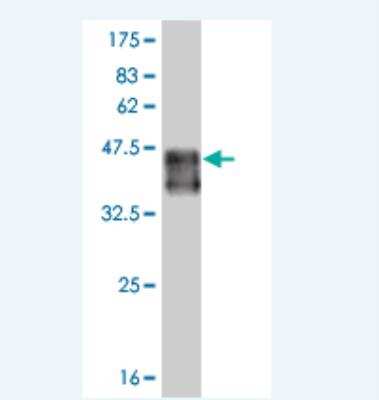 Western Blot: Smad9 Antibody (3E5.) [H00004093-M02] - Detection against Immunogen (38.65 KDa) .