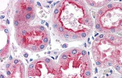 Immunohistochemistry-Paraffin: Smad9 Antibody [NB100-2834] - Staining of paraffin embedded Human Kidney. Antibody at 5 ug/mL. Steamed antigen retrieval with citrate buffer pH 6, AP-staining.