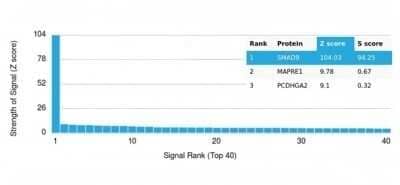 Protein Array: Smad9 Antibody (PCRP-SMAD9-2F4) - Azide and BSA Free [NBP3-14117] - Analysis of Protein Array containing more than 19,000 full-length human proteins using Smad9 Antibody (PCRP-SMAD9-2F4).