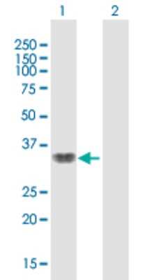 Western Blot: Smad9 Antibody [H00004093-B02P] - Analysis of SMAD9 expression in transfected 293T cell line by SMAD9 polyclonal antibody.  Lane 1: SMAD9 transfected lysate(25.3 KDa). Lane 2: Non-transfected lysate.