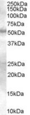 Western Blot Smad9 Antibody