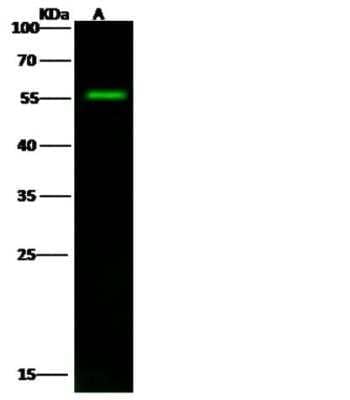 Western Blot: Smad9 Antibody [NBP2-98884] - Anti-Smad9 rabbit polyclonal antibody at 1:500 dilution. Lane A: A549 Whole Cell Lysate. Lysates/proteins at 30 ug per lane. Secondary Goat Anti- Rabbit IgG H&L (Dylight 800) at 1/10000 dilution. Developed using the Odyssey technique. Performed under reducing conditions. Predicted band size: 52 kDa. Observed band size: 56 kDa