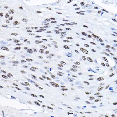 Immunohistochemistry-Paraffin Smek1 Antibody - BSA Free