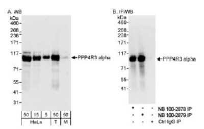 Western Blot: Smek1 Antibody [NB100-2879] - Detection of Human and Mouse PPP4R3 Alpha on HeLa whole cell lysate using NB100-2879. PPP4R3 alpha was also immunoprecipitated by rabbit anti-PPP4R3 alpha antibody NB100-2878.