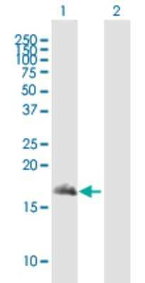 Western Blot: Snapin Antibody [H00023557-B01P] - Analysis of SNAPIN expression in transfected 293T cell line by SNAPIN polyclonal antibody.  Lane 1: SNAPAP transfected lysate(14.96 KDa). Lane 2: Non-transfected lysate.