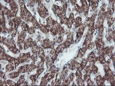 Immunohistochemistry: SnoN Antibody (OTI3E2) - Azide and BSA Free [NBP2-74255] - Staining of paraffin-embedded Human liver tissue using anti-SnoN mouse monoclonal antibody.