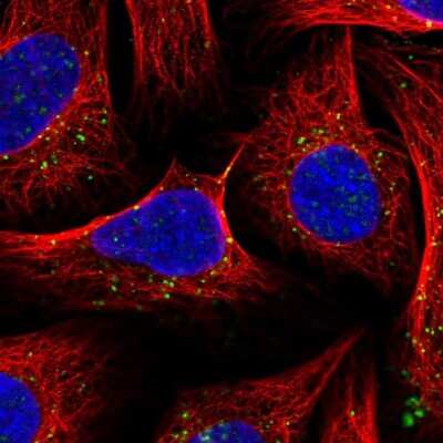 Immunocytochemistry/Immunofluorescence: Snx6 Antibody [NBP2-13361] - Staining of human cell line U-2 OS shows localization to endosomes & lysosomes. Antibody staining is shown in green.