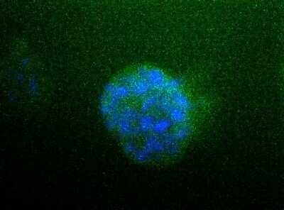 Immunocytochemistry/Immunofluorescence: Sodium Potassium ATPase Alpha 1 Antibody (464.6) - Azide and BSA Free [NBP2-80956] - Detection of ATPA1 (Green) in HepG2 cells using NB300-146. Nuclei (Blue) were counterstained using Hoechst 33258. Image using the standard format of this product.