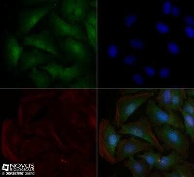 Immunocytochemistry/Immunofluorescence: Sodium Potassium ATPase Alpha 1 Antibody (464.6) - Azide and BSA Free [NBP2-80956] - HeLa cells were fixed for 10 minutes using 10% formalin and then permeabilized for 5 minutes using 1X TBS + 0.5% Triton X-100. The cells were incubated with anti-Sodium Potassium ATPase Alpha 1 (464.6) at 10 ug/ml overnight at 4C and detected with an anti-mouse DyLight 488 (Green) at a 1:500 dilution. Actin was detected with Phalloidin 568 (Red) at a 1:200 dilution. Nuclei were counterstained with DAPI (Blue). Cells were imaged using a 40X objective. Image using the standard format of this product.
