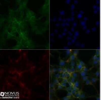 Immunocytochemistry/Immunofluorescence: Sodium Potassium ATPase Alpha 1 Antibody (464.6) - Purified [NBP2-61137] - Hek293 cells were fixed for 10 minutes using 10% formalin and then permeabilized for 5 minutes using 1X TBS + 0.5% Triton X-100.  The cells were incubated with anti-Sodium Potassium ATPase Alpha 1 (464.6) at 10 ug/ml overnight at 4C and detected with an anti-mouse DyLight 488 (Green) at a 1:500 dilution.  Actin was detected with Phalloidin 568 (Red) at a 1:200 dilution.  Nuclei were counterstained with DAPI (Blue).  Cells were imaged using a 40X objective.