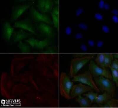 Immunocytochemistry/Immunofluorescence: Sodium Potassium ATPase Alpha 1 Antibody (464.6) - Purified [NBP2-61137] - HeLa cells were fixed for 10 minutes using 10% formalin and then permeabilized for 5 minutes using 1X TBS + 0.5% Triton X-100.  The cells were incubated with anti-Sodium Potassium ATPase Alpha 1 (464.6) at 10 ug/ml overnight at 4C and detected with an anti-mouse DyLight 488 (Green) at a 1:500 dilution.  Actin was detected with Phalloidin 568 (Red) at a 1:200 dilution.  Nuclei were counterstained with DAPI (Blue).  Cells were imaged using a 40X objective.