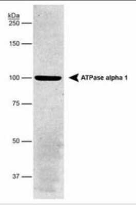 Western Blot: Sodium Potassium ATPase Alpha 1 Antibody (464.6) - Purified [NBP2-61137] - Analysis detecting Na, K-ATPase (alpha) in porcine proximal tubule protein.