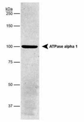 Western Blot: Sodium Potassium ATPase Alpha 1 Antibody (464.6) - Purified [NBP2-61137] - Analysis detecting Na, K-ATPase (alpha) in porcine proximal tubule protein. Image using the standard format of this product.