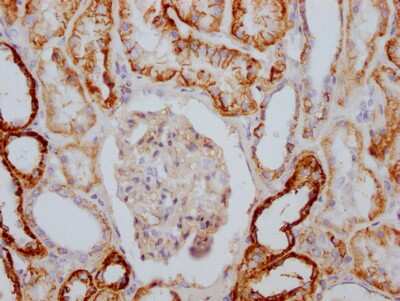 Immunohistochemistry: Sodium Potassium ATPase Alpha 1 Antibody (4C3) [NBP3-15239] - IHC image of Sodium Potassium ATPase Alpha 1 antibody diluted at 1:100 and staining in paraffin-embedded human kidney tissue. After dewaxing and hydration, antigen retrieval was mediated by high pressure in a citrate buffer (pH 6.0). Section was blocked with 10% normal goat serum 30 minutes at RT. Then primary antibody (1% BSA) was incubated at 4C overnight. The primary is detected by a Goat anti-rabbit IgG polymer labeled by HRP and visualized using 0.05% DAB.