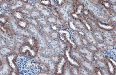 Immunohistochemistry-Paraffin: Sodium Potassium ATPase Alpha 1 Antibody (HL114) [NBP3-13660] - Sodium Potassium ATPase Alpha 1 antibody [HL114] detects Sodium Potassium ATPase Alpha 1 protein at cell membrane by immunohistochemical analysis. Sample: Paraffin-embedded mouse kidney. Sodium Potassium ATPase Alpha 1 stained by Sodium Potassium ATPase Alpha 1 antibody [HL114] (NBP3-13660) diluted at 1:200. Antigen Retrieval: Citrate buffer, pH 6.0, 15 min