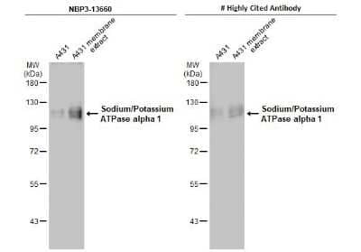 Western Blot: Sodium Potassium ATPase Alpha 1 Antibody (HL114) [NBP3-13660] - A431 whole cell and membrane extracts (30 ug) were separated by 7.5% SDS-PAGE, and the membranes were blotted with Sodium Potassium ATPase Alpha 1 antibody [HL114] (NBP3-13660) diluted at 1:500 and competitor's antibody diluted at 1:500. The HRP-conjugated anti-rabbit IgG antibody (NBP2-19301) was used to detect the primary antibody.