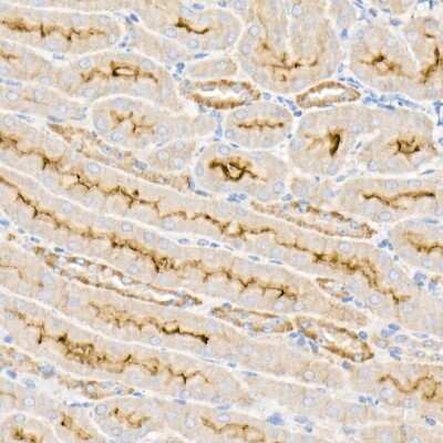 Immunohistochemistry-Paraffin: Sodium Potassium ATPase Alpha 1 Antibody [NBP2-95255] - Immunohistochemistry of paraffin-embedded mouse kidney using Sodium Potassium ATPase Alpha 1 Rabbit pAb (NBP2-95255) at dilution of 1:50 (40x lens). Perform high pressure antigen retrieval with 10 mM citrate buffer pH 6.0 before commencing with IHC staining protocol.