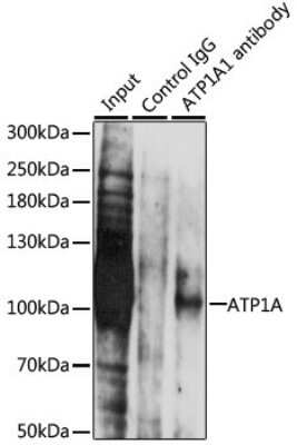 Immunoprecipitation: Sodium Potassium ATPase Alpha 1 Antibody [NBP2-95089] - Analysis of 200ug extracts of LO2 cells, using Sodium Potassium ATPase Alpha 1 at a dilition of 1:1000.