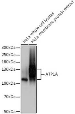 Western Blot: Sodium Potassium ATPase Alpha 1 Antibody [NBP2-95089] - Analysis of extracts of HeLa cells, using Sodium Potassium ATPase Alpha 1 at 1:500 dilution.Secondary antibody: HRP Goat Anti-Rabbit IgG (H+L) at 1:10000 dilution.Lysates/proteins: 25ug per lane.Blocking buffer: 3% nonfat dry milk in TBST.Detection: ECL B