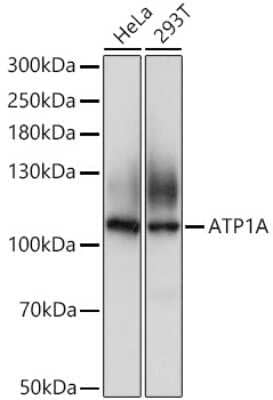 Western Blot: Sodium Potassium ATPase Alpha 1 Antibody [NBP2-95089] - Analysis of extracts of various cell lines, using Sodium Potassium ATPase Alpha 1 at 1:500 dilution.Secondary antibody: HRP Goat Anti-Rabbit IgG (H+L) at 1:10000 dilution.Lysates/proteins: 25ug per lane.Blocking buffer: 3% nonfat dry milk in TBST.Detection: ECL Basic Kit .Exposure time: 1s.