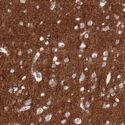 Immunohistochemistry-Paraffin: Sodium Potassium ATPase Alpha 3 Antibody [NBP2-37913] - Staining of human cerebral cortex shows high expression.