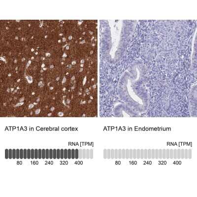 <b>Orthogonal Strategies Validation. </b>Immunohistochemistry-Paraffin: Sodium Potassium ATPase Alpha 3 Antibody [NBP2-37913] - Staining in human cerebral cortex and endometrium tissues using anti-ATP1A3 antibody. Corresponding ATP1A3 RNA-seq data are presented for the same tissues.