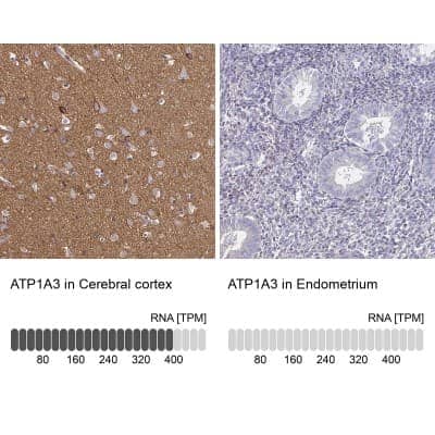 Immunohistochemistry-Paraffin: Sodium Potassium ATPase Alpha 3 Antibody [NBP2-37955] - Analysis in human cerebral cortex and endometrium tissues. Corresponding ATP1A3 RNA-seq data are presented for the same tissues.